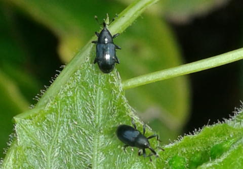 Curculionidae : Cucubaris villae (ex  Aulacobaris villae)